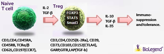 Na?ve T cell 細(xì)胞極化之Treg