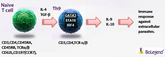 Na?ve T cell 細(xì)胞極化之Th9